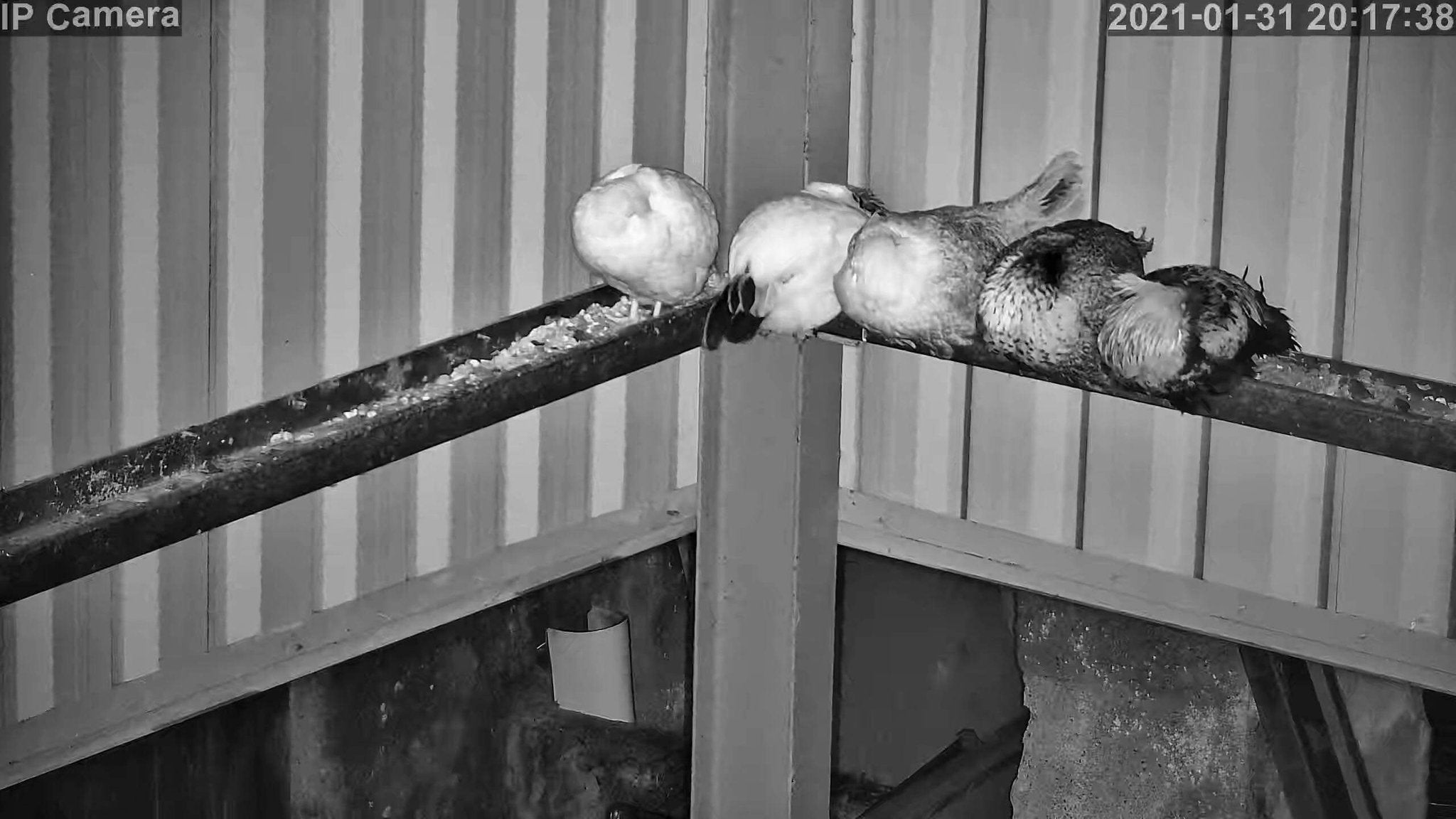 Chickens And Other Poultry - Image 1