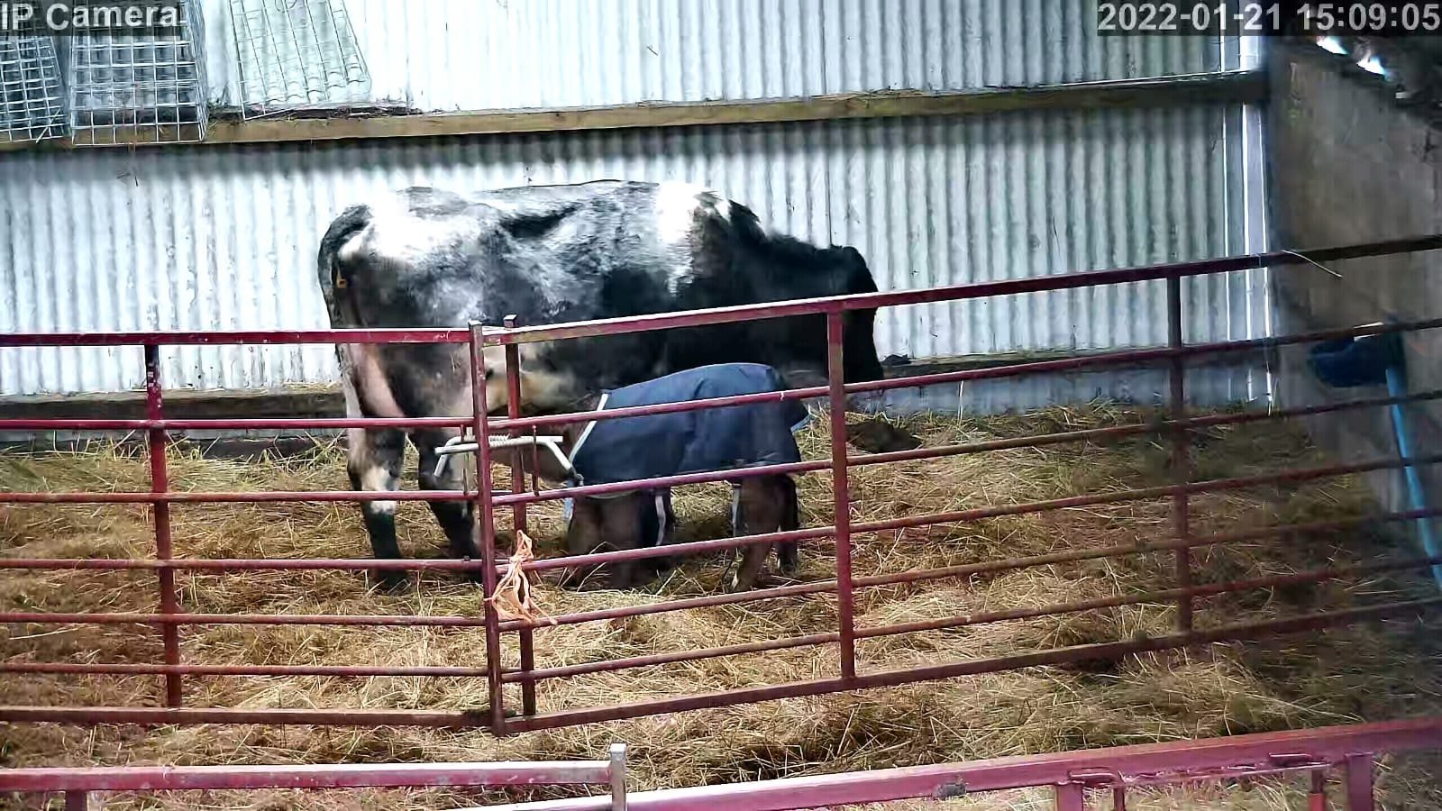 Cows And Calving - Image 1