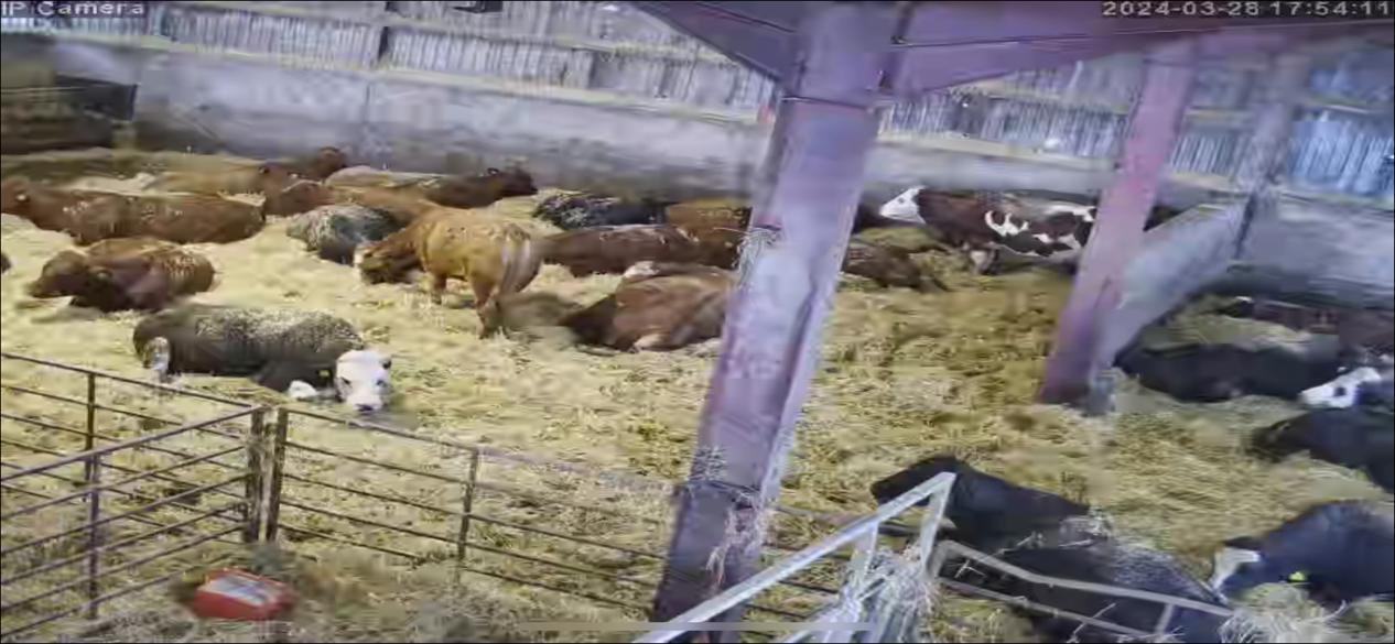 Cows And Calving - Image 2