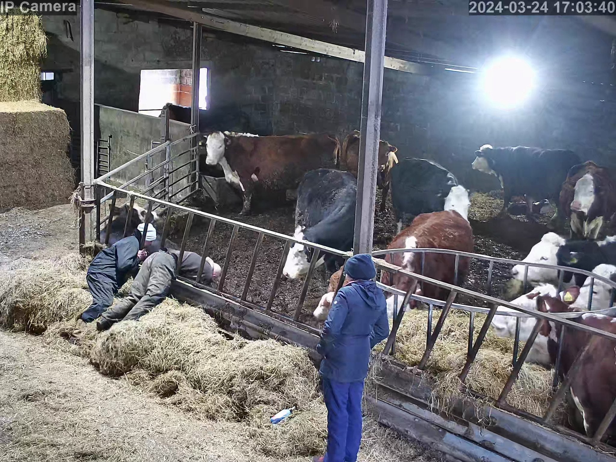 Cows And Calving - Image 3