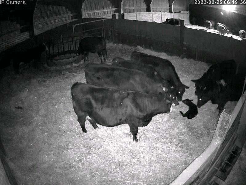 Cows And Calving - Image 4