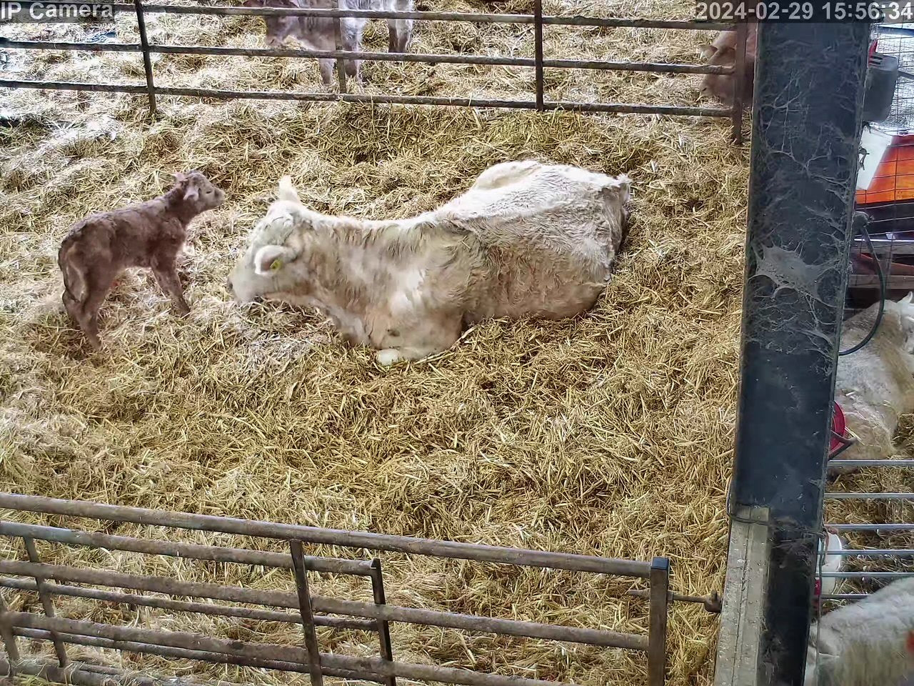 Cows And Calving - Image 5
