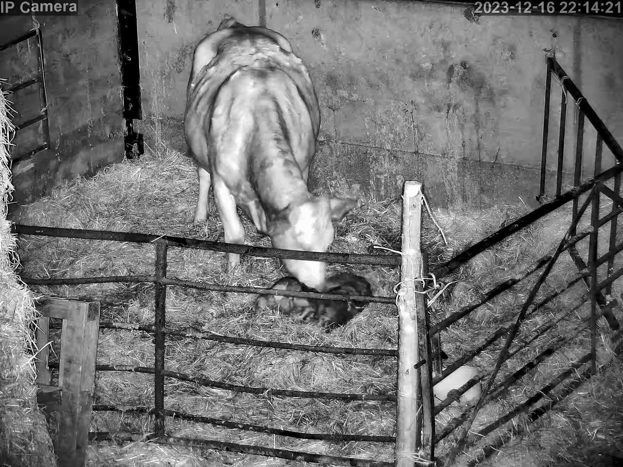 Cows And Calving - Image 6