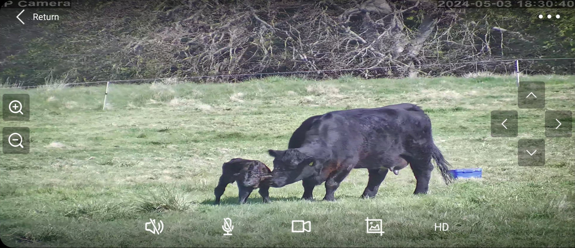 Cows And Calving - Image 7