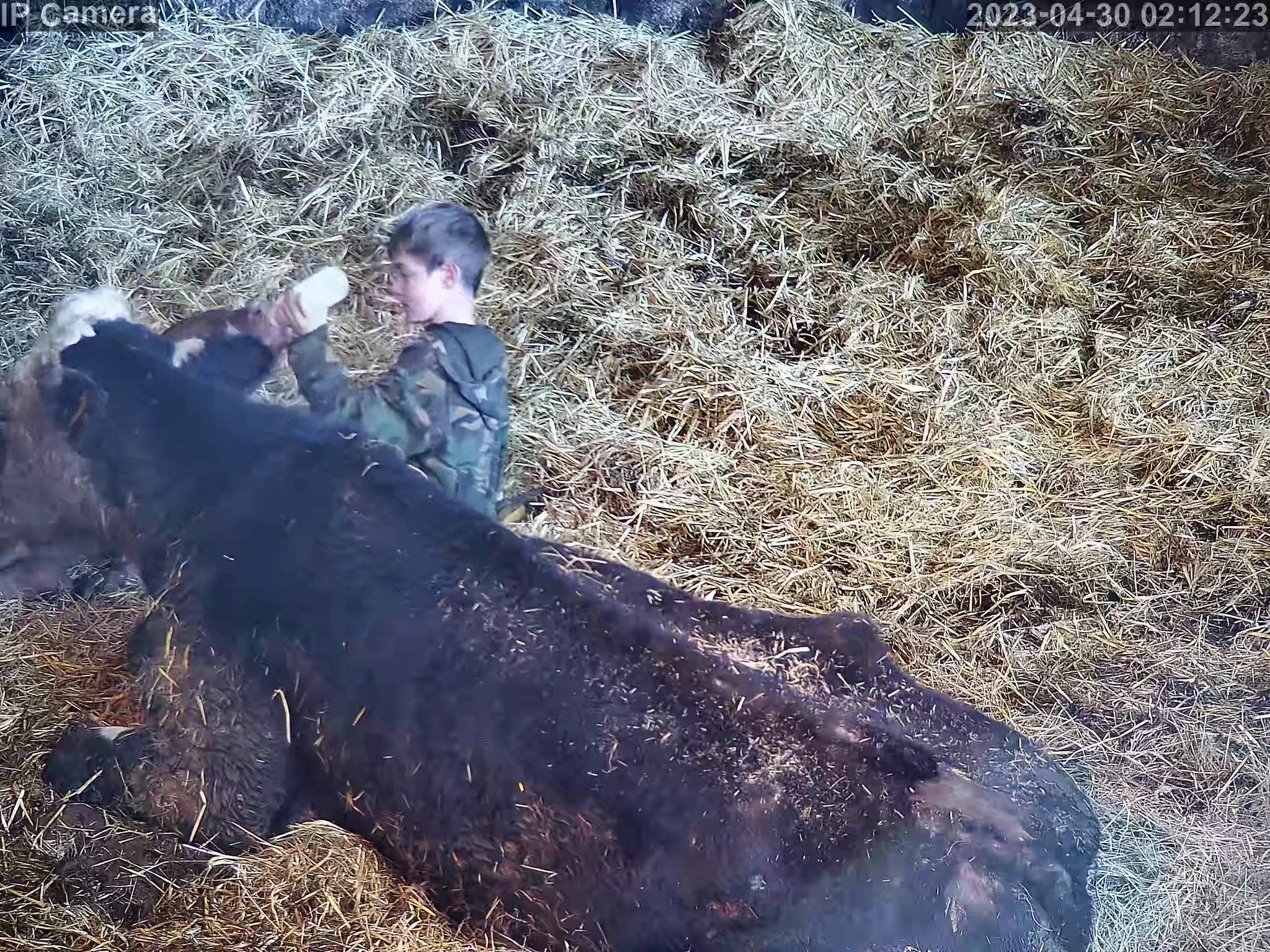 Cows And Calving - Image 10