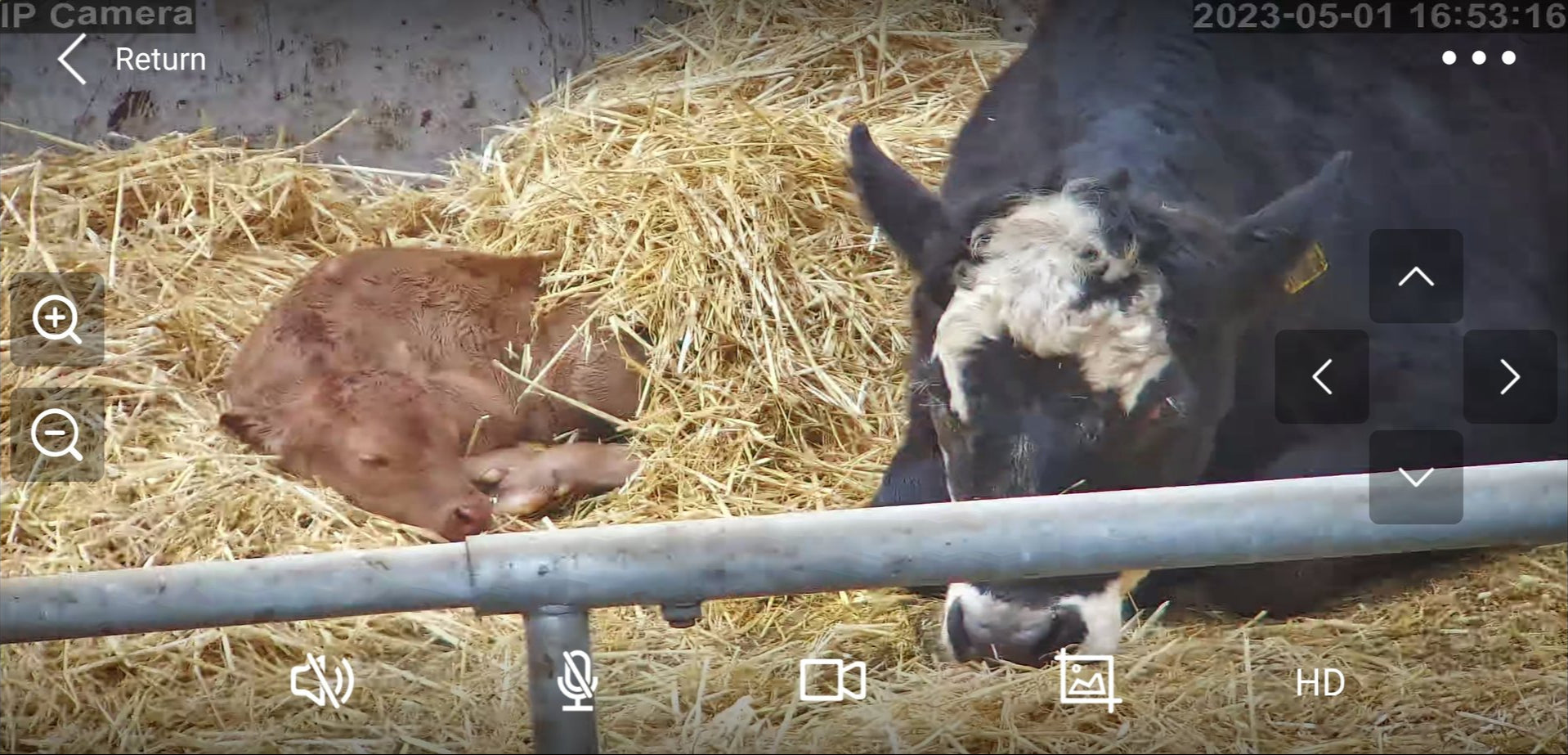 Cows And Calving - Image 11