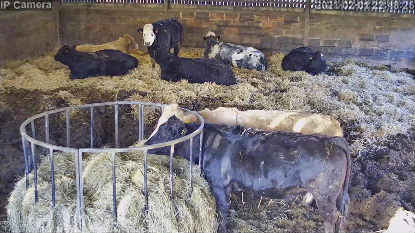 Cows And Calving - Image 12