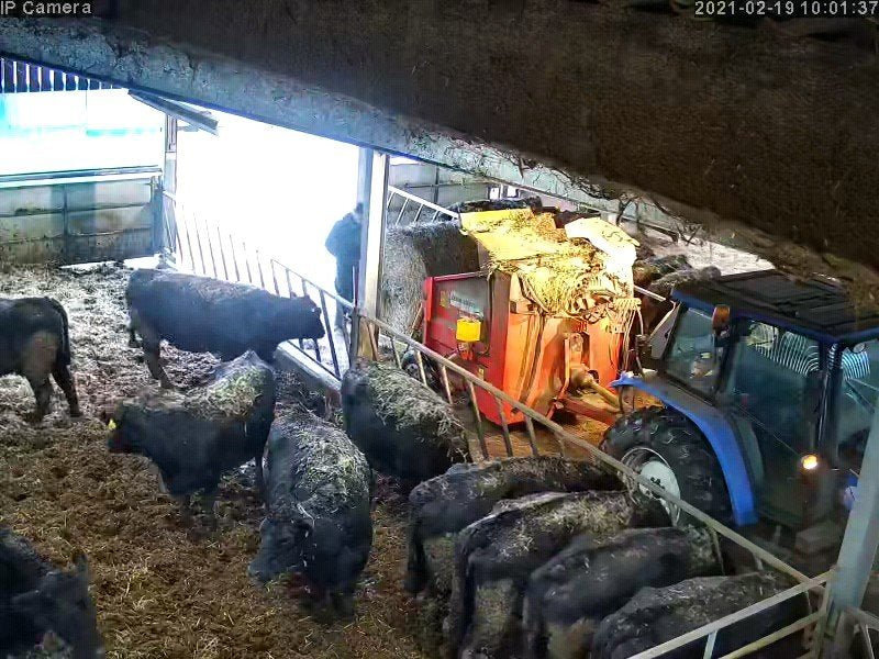 Cows And Calving - Image 13