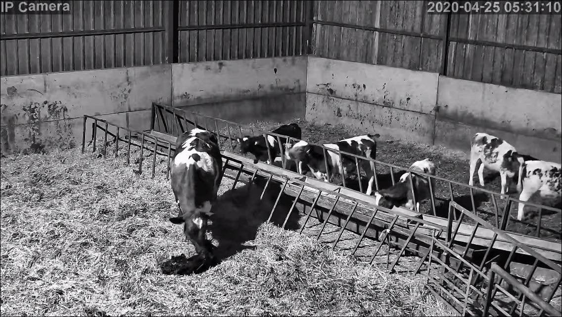 Cows And Calving - Image 14
