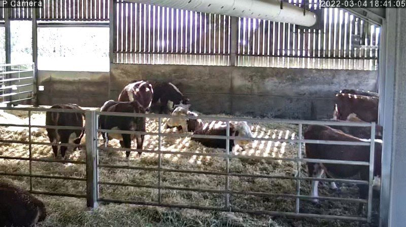 Cows And Calving - Image 15