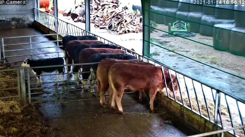 Cows And Calving - Image 16