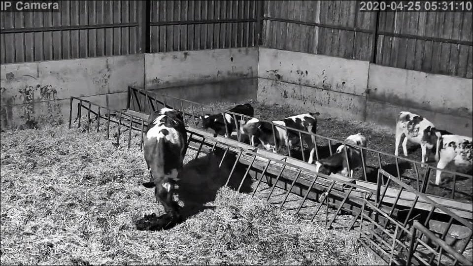 Cows And Calving - Image 18