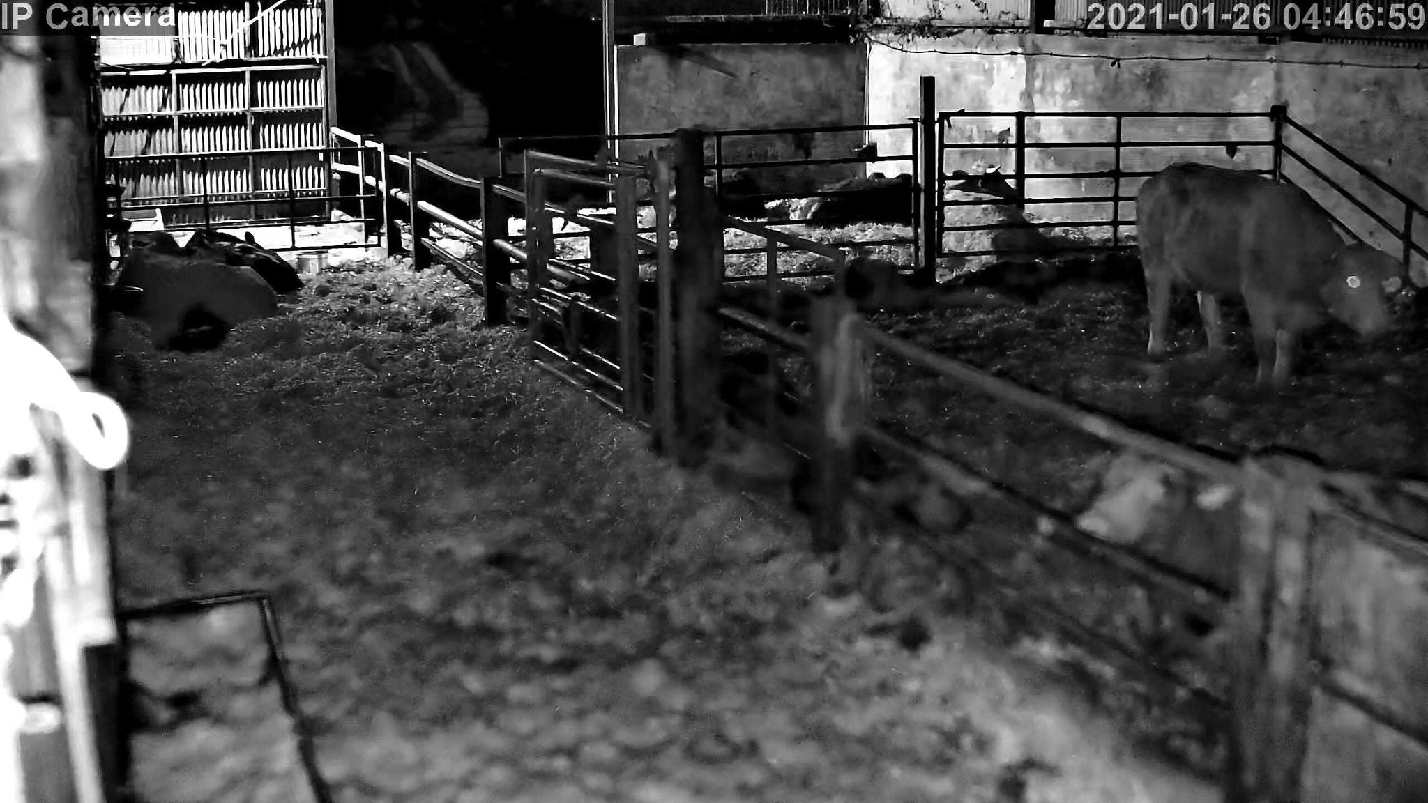 Cows And Calving - Image 19