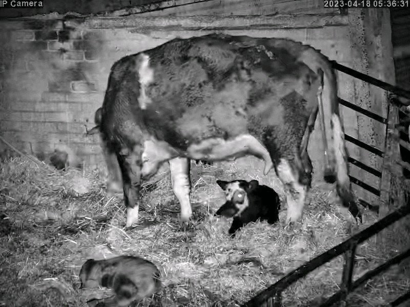 Cows And Calving - Image 20
