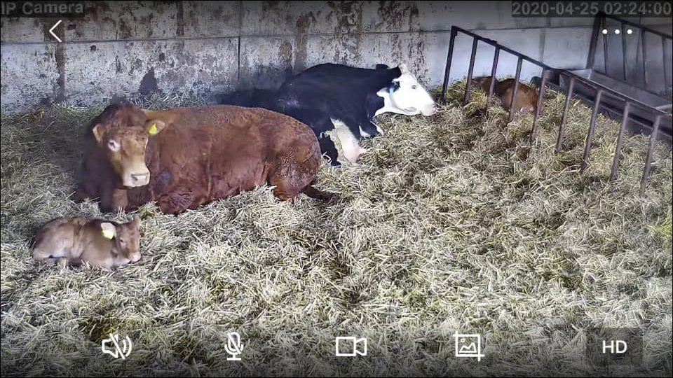 Cows And Calving - Image 21