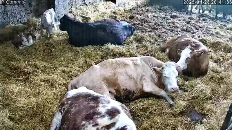 Cows And Calving - Image 23