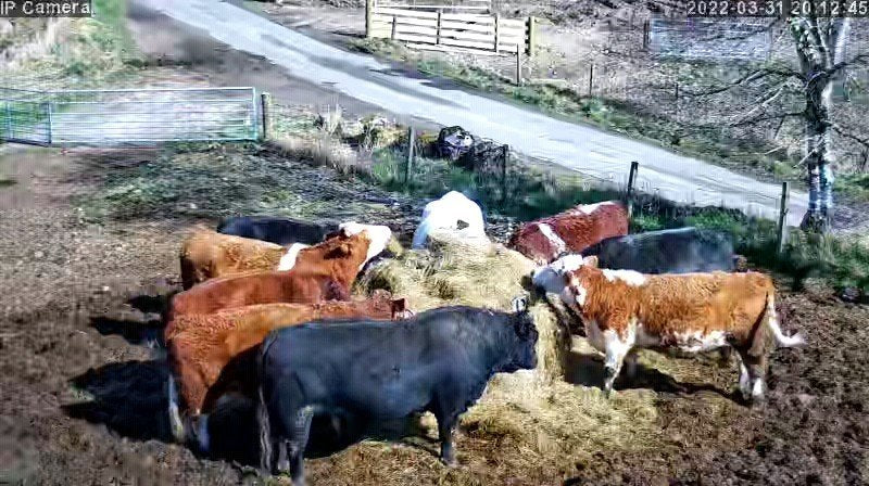 Cows And Calving - Image 24