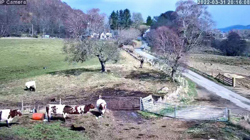 Cows And Calving - Image 25