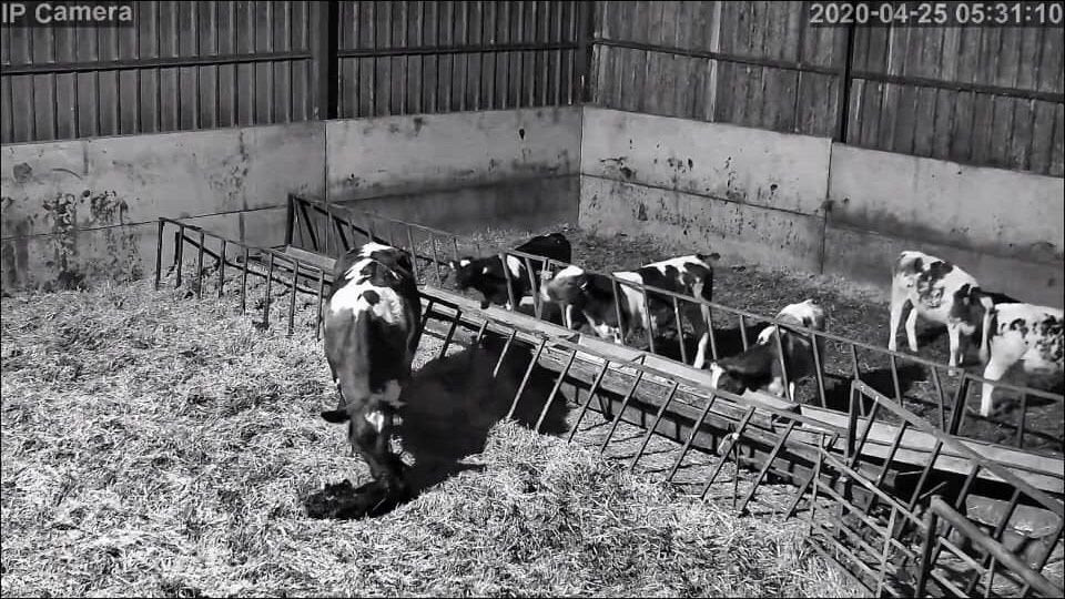 Cows And Calving - Image 26
