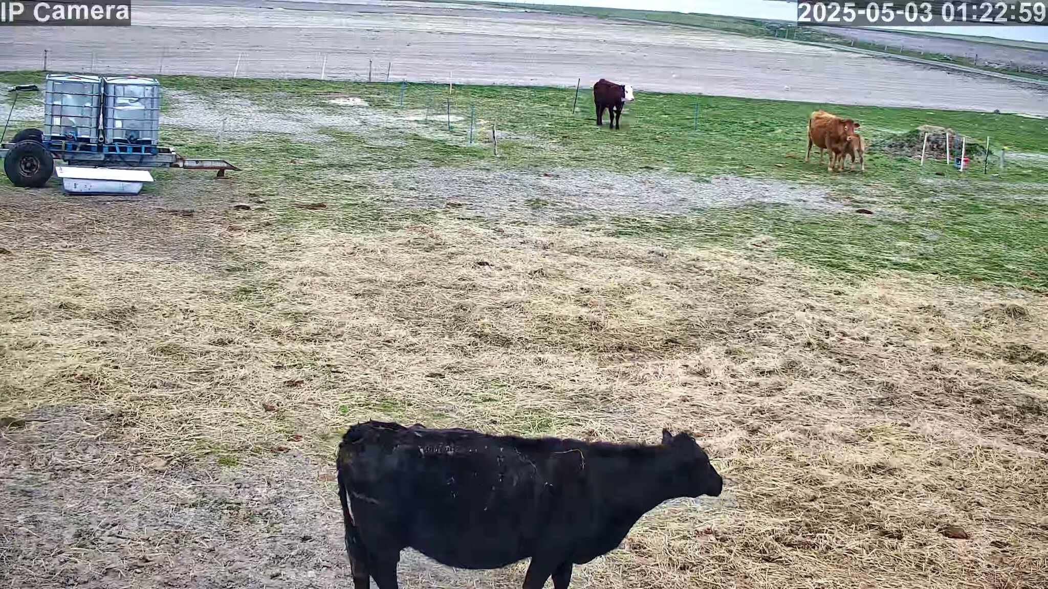Cows And Calving - Image 27