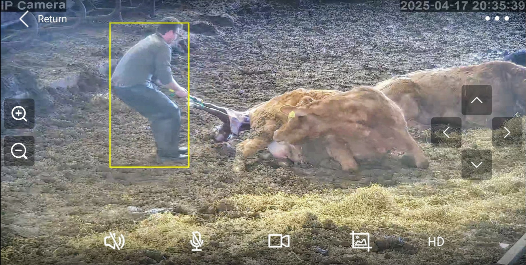 Cows And Calving - Image 29