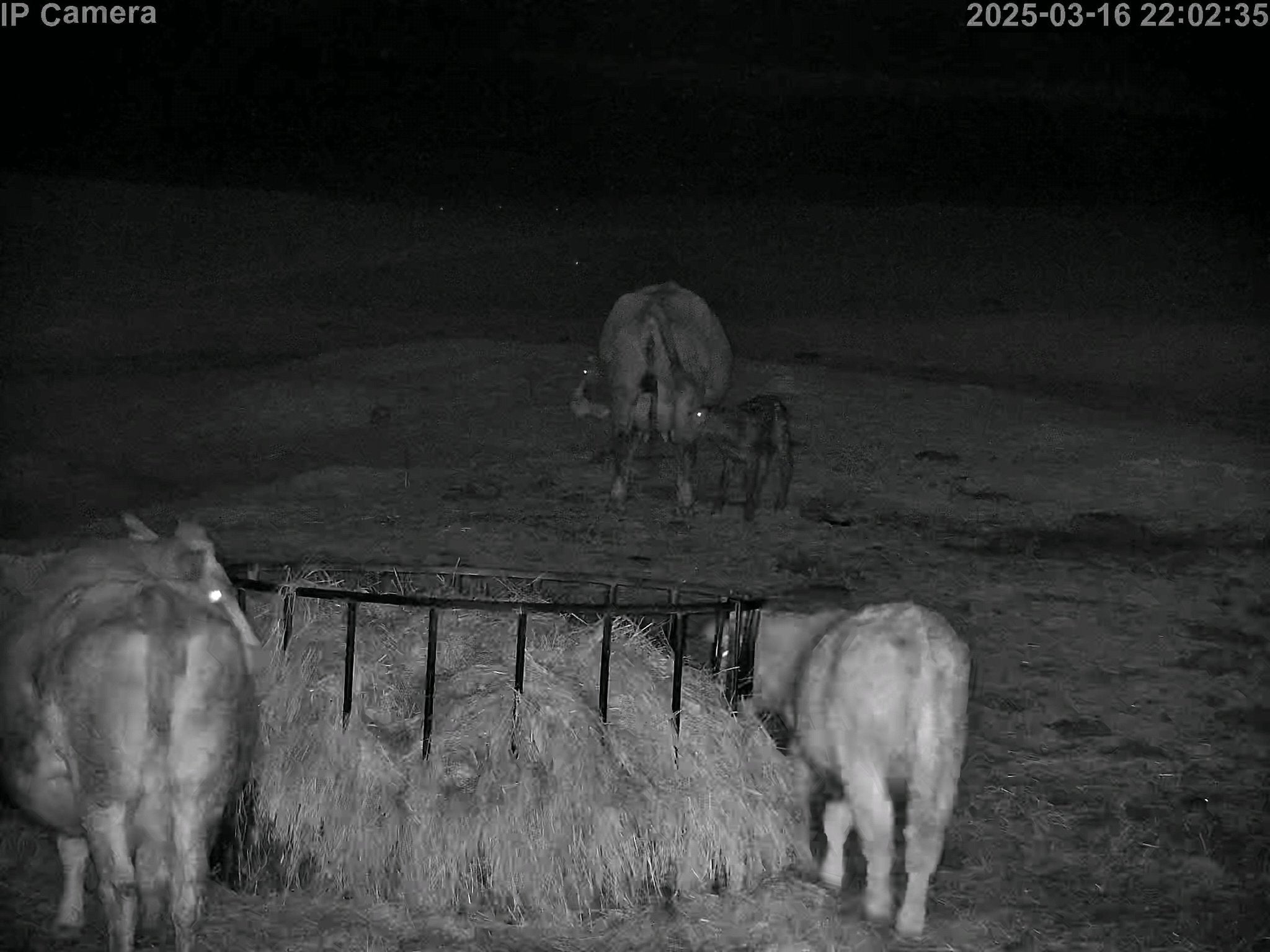 Cows And Calving - Image 30
