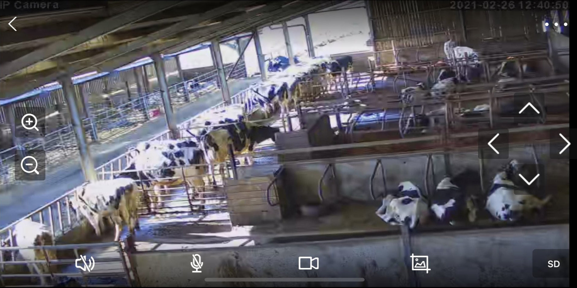Cows And Calving - Image 31