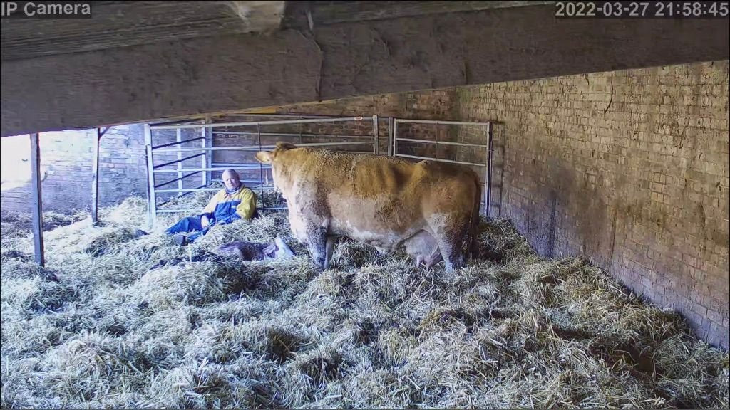 Cows And Calving - Image 32
