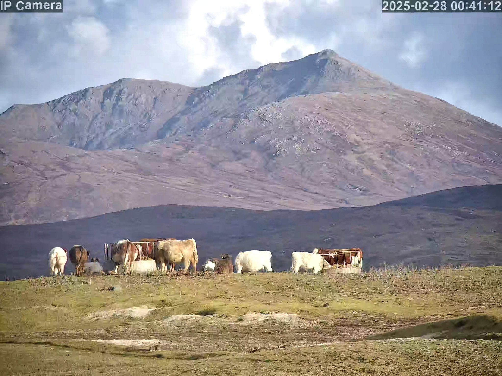Cows And Calving - Image 33