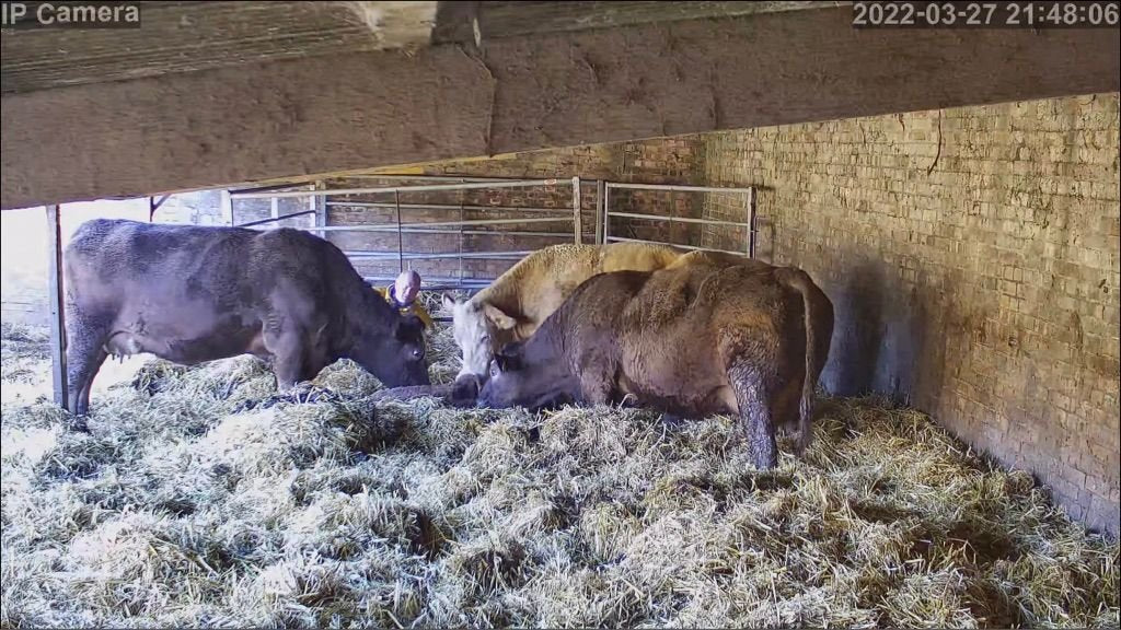 Cows And Calving - Image 35