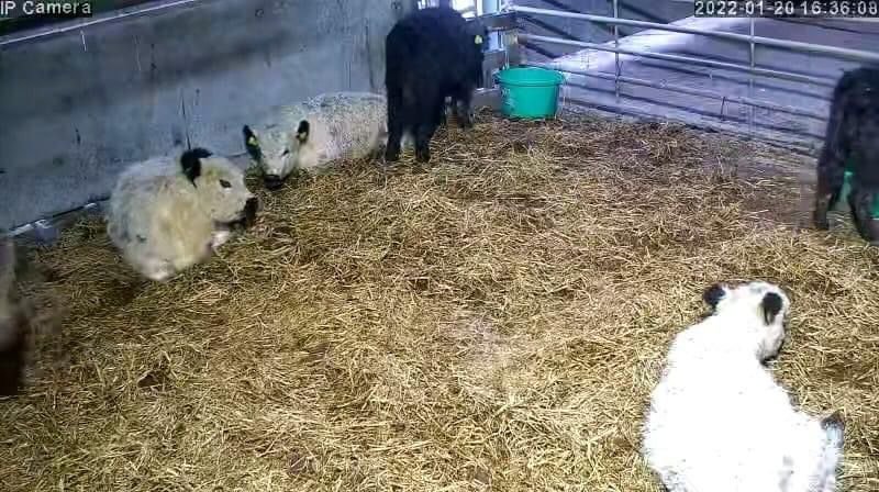 Cows And Calving - Image 36