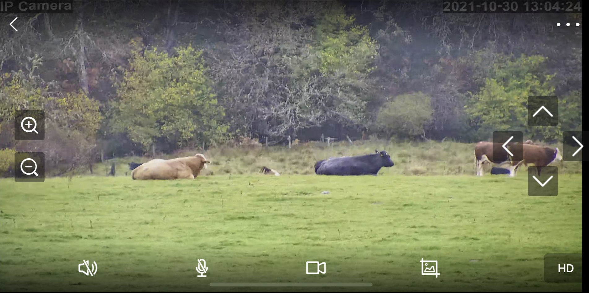 Cows And Calving - Image 37
