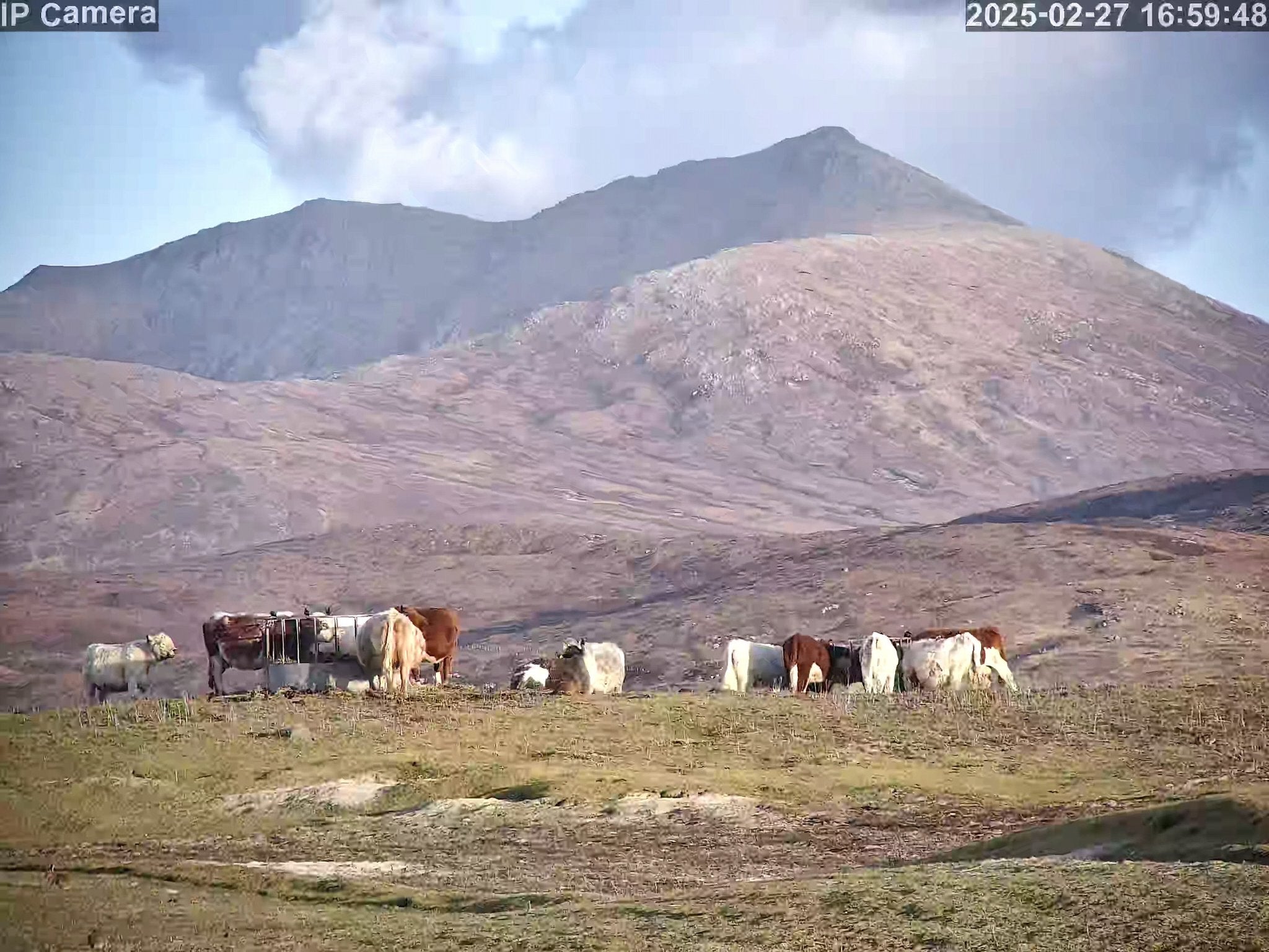 Cows And Calving - Image 38