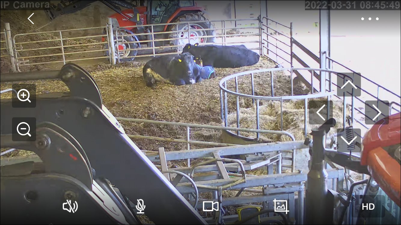 Cows And Calving - Image 39