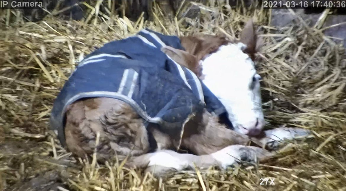 Cows And Calving - Image 40
