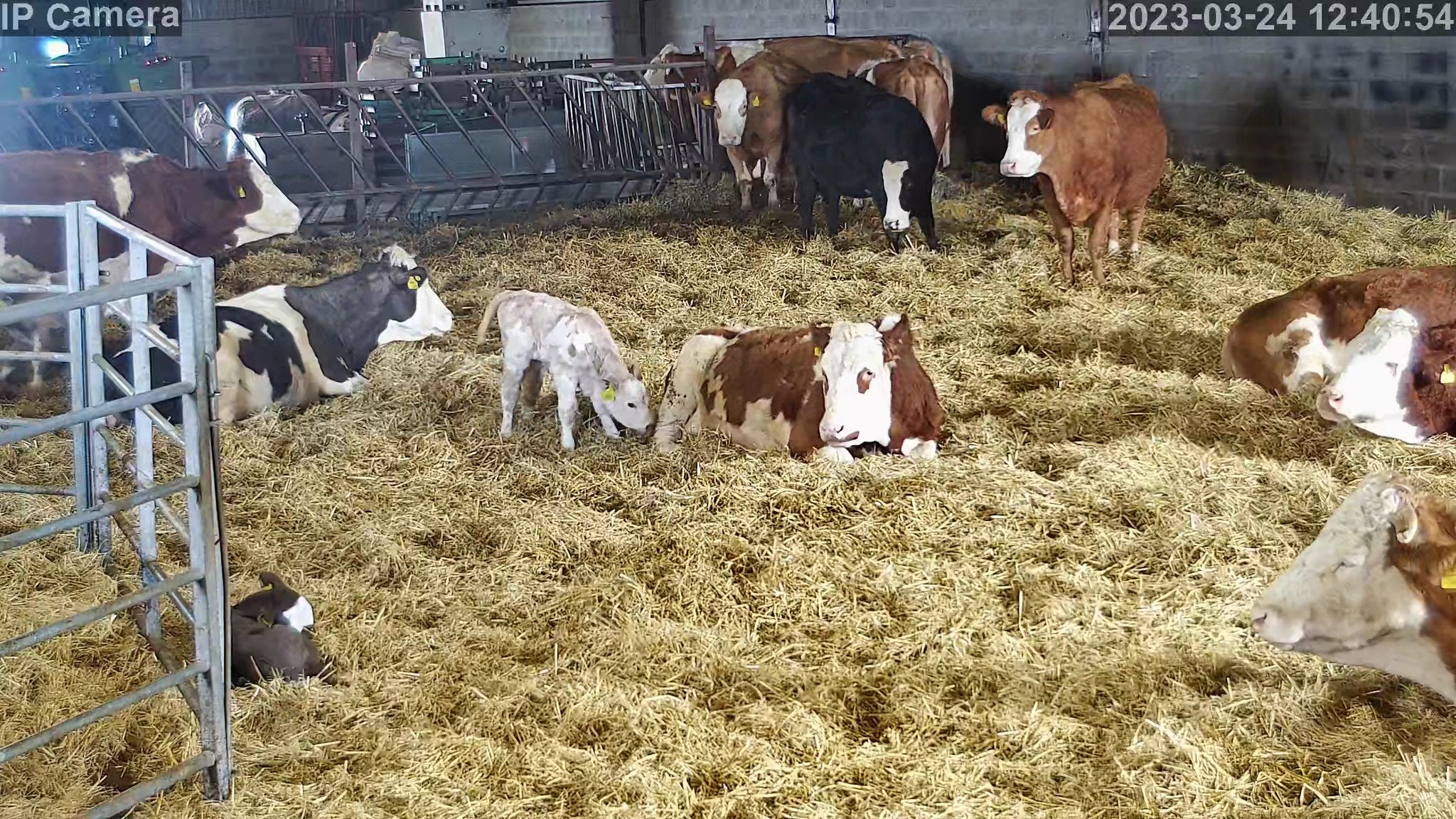 Crawford Cow - Image 1