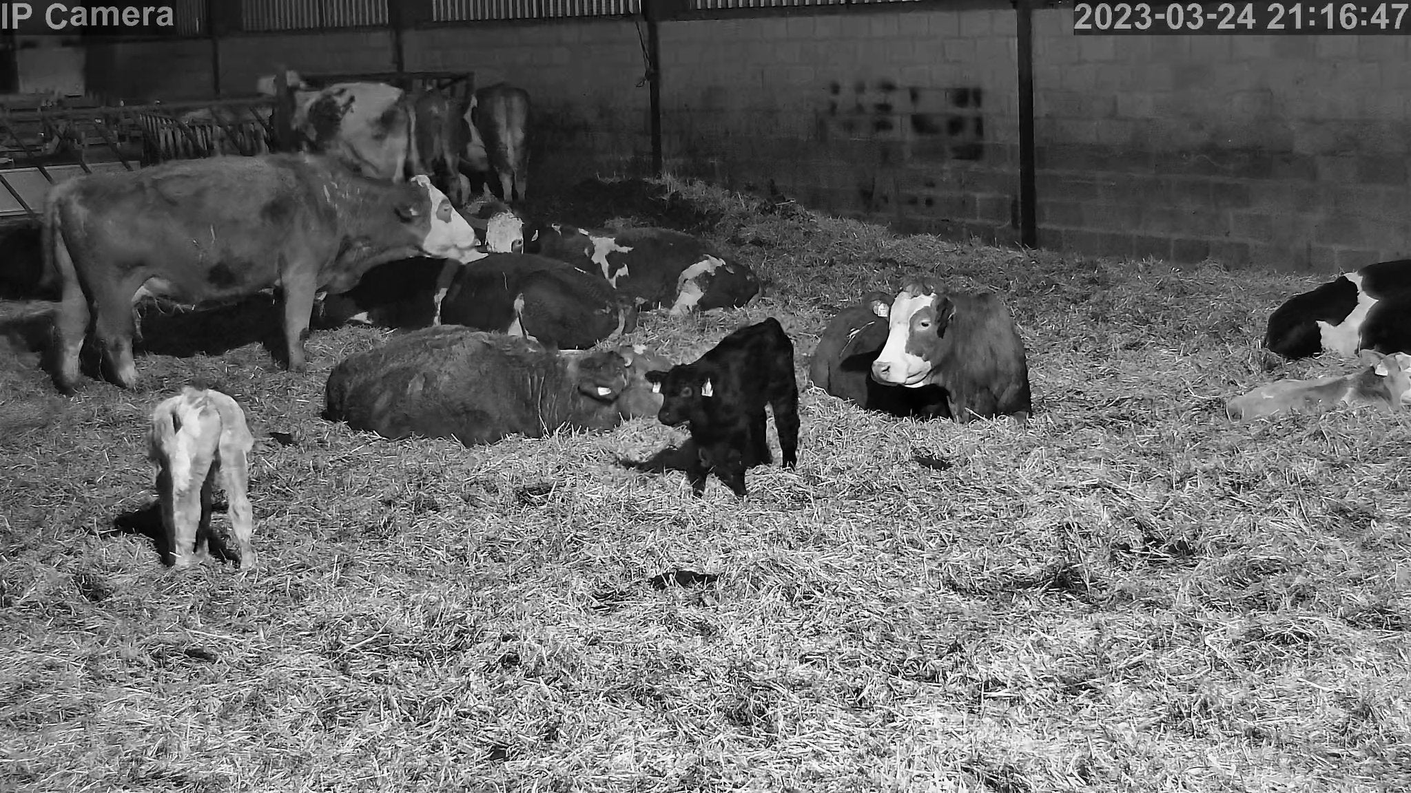 Crawford Cow - Image 2