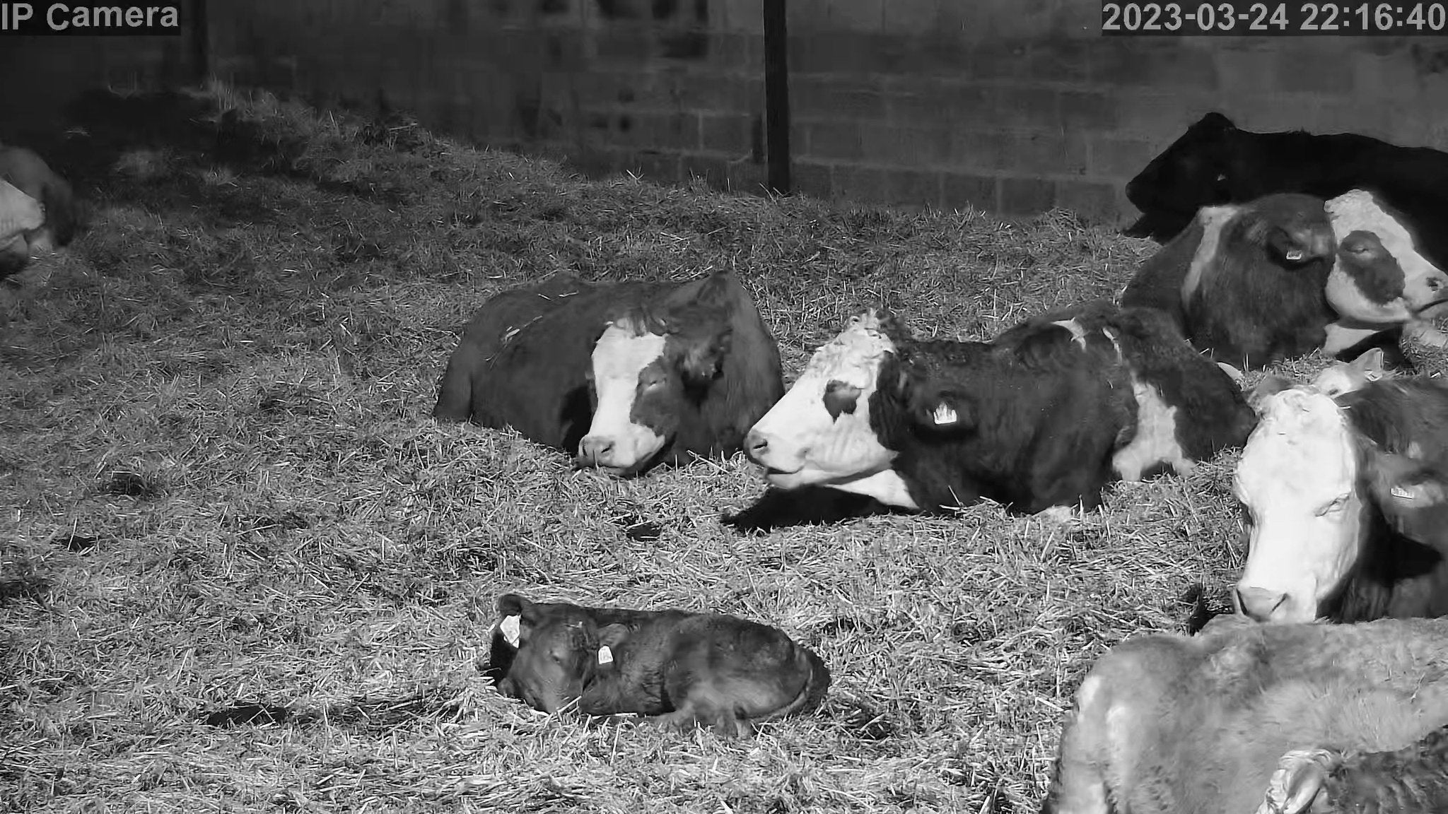 Crawford Cow - Image 3