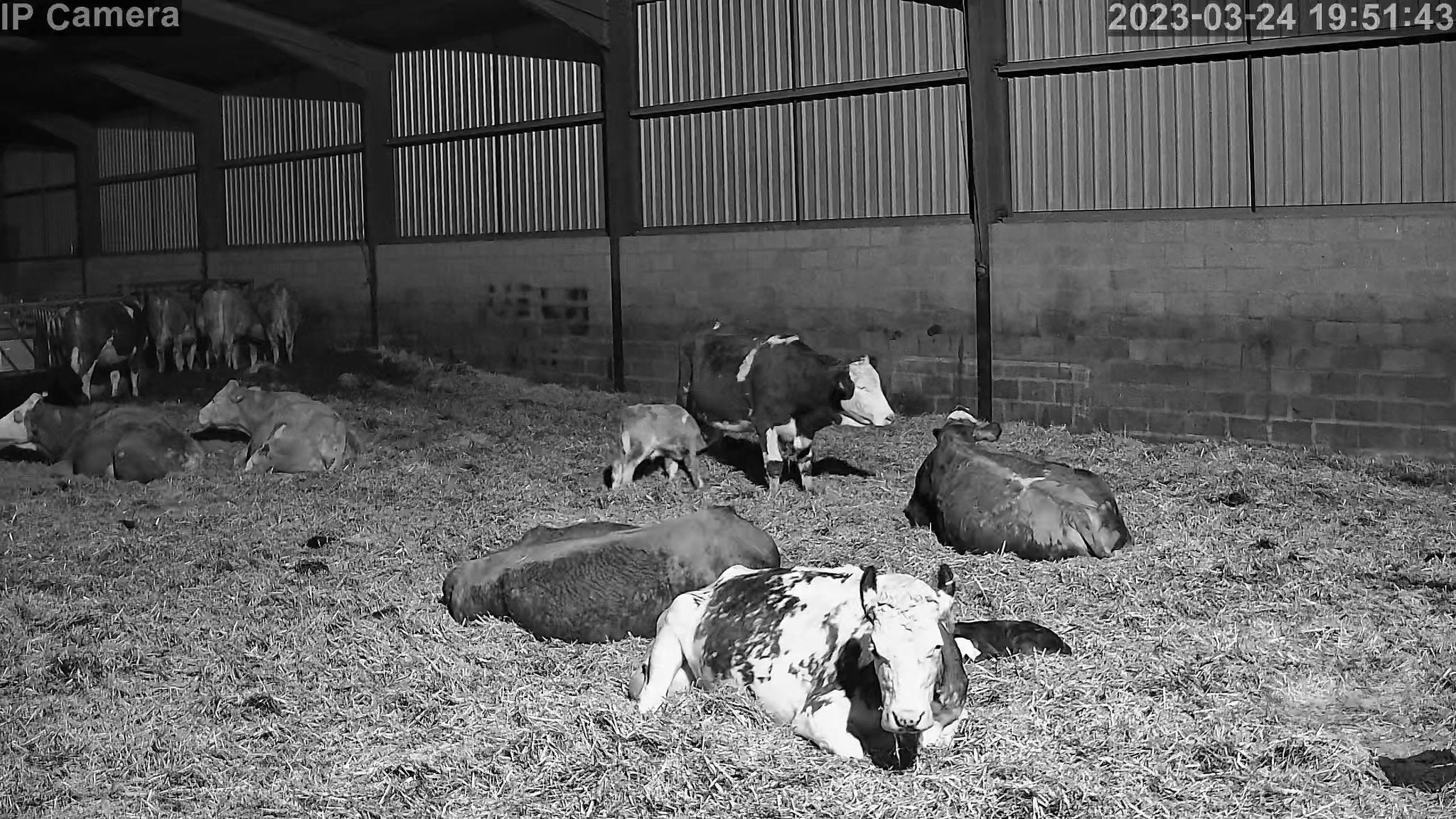 Crawford Cow - Image 4