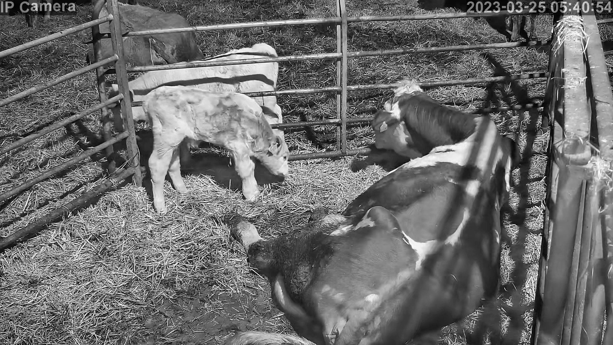 Crawford Cow - Image 5