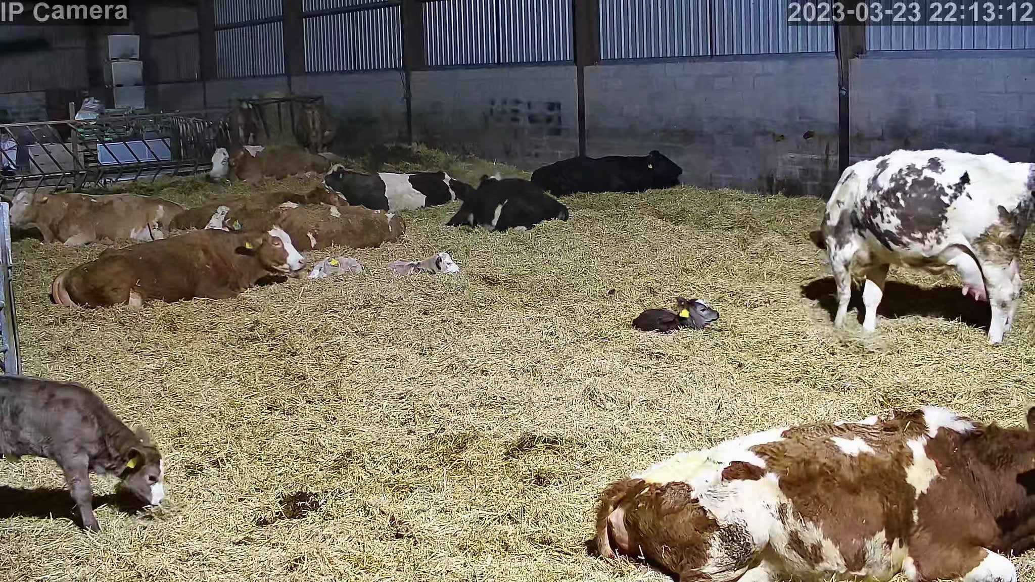 Crawford Cow - Image 7