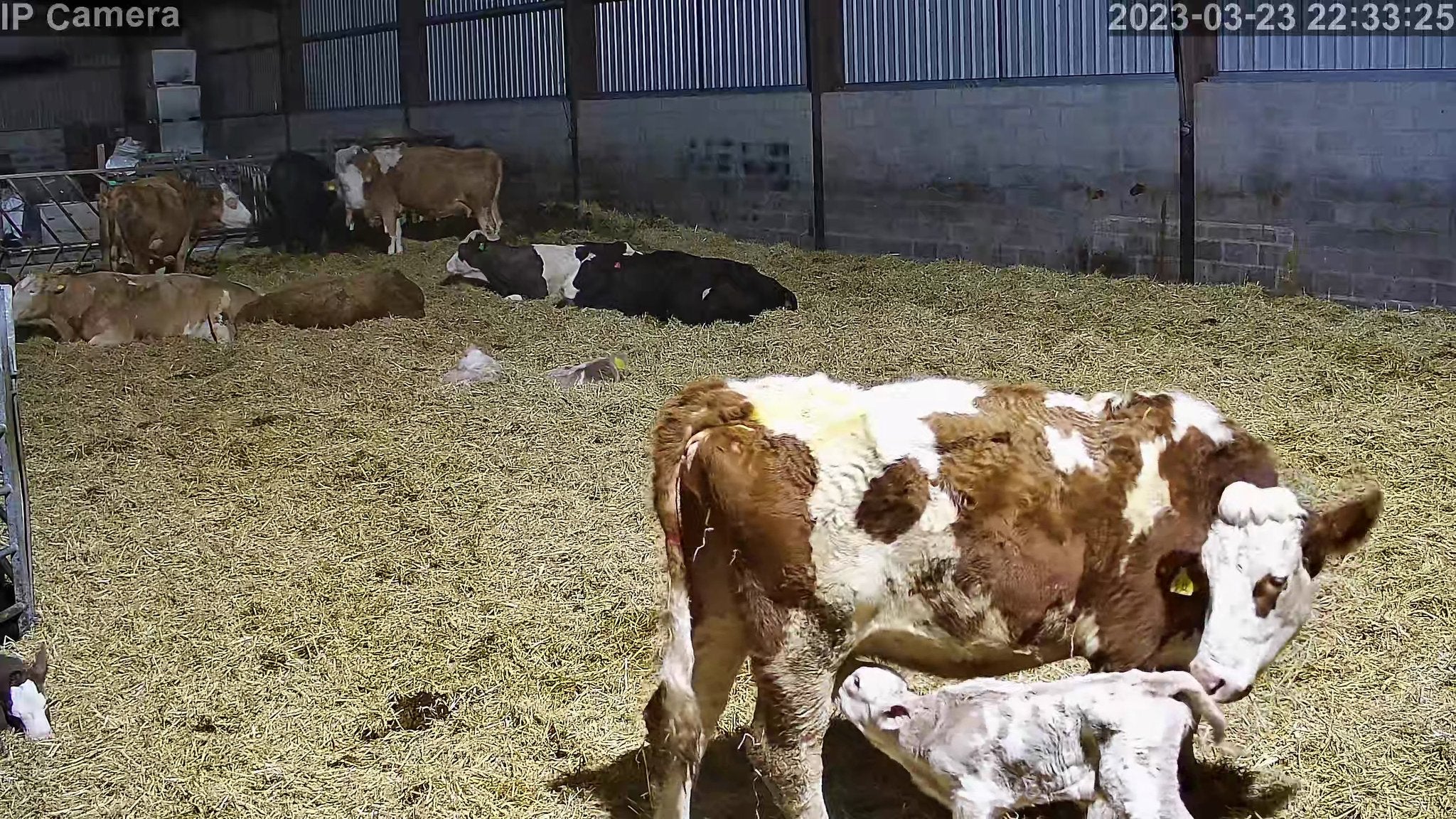 Crawford Cow - Image 8