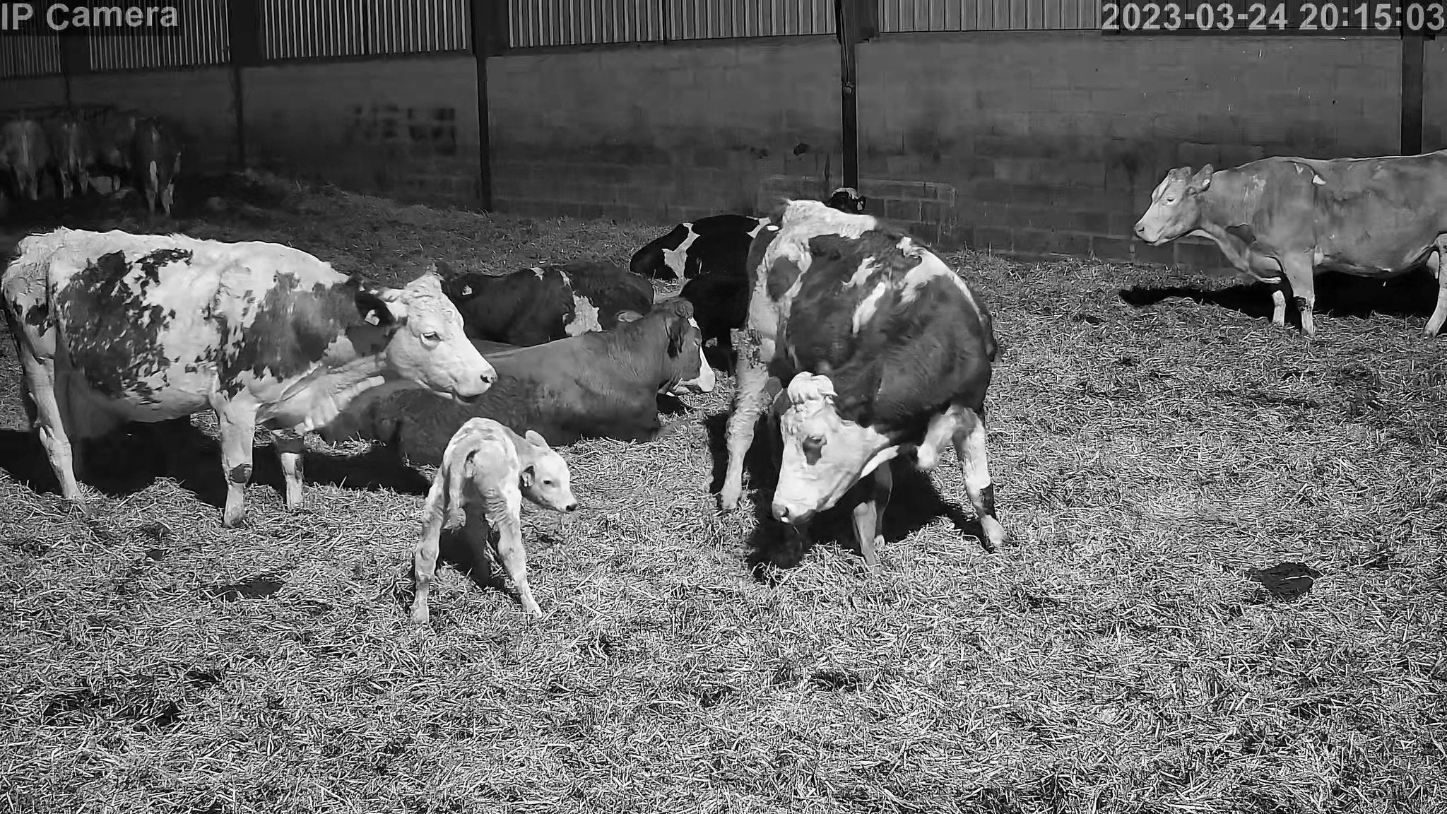 Crawford Cow - Image 12