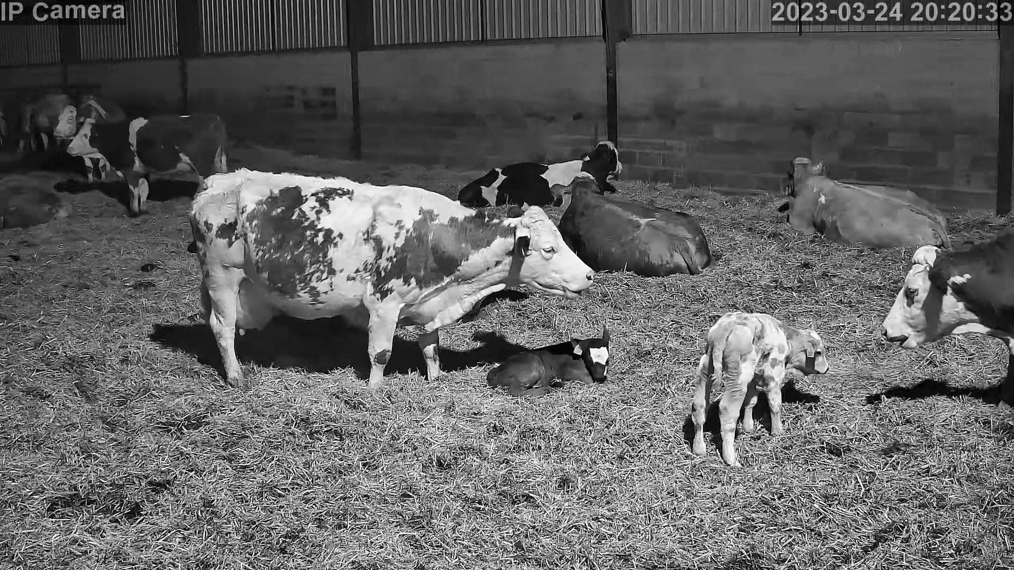 Crawford Cow - Image 13