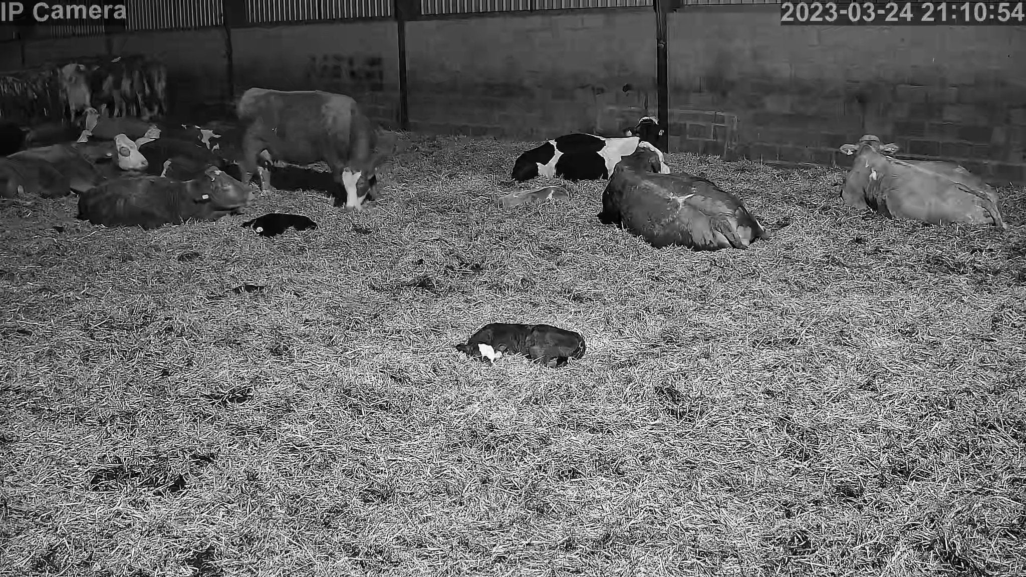 Crawford Cow - Image 14