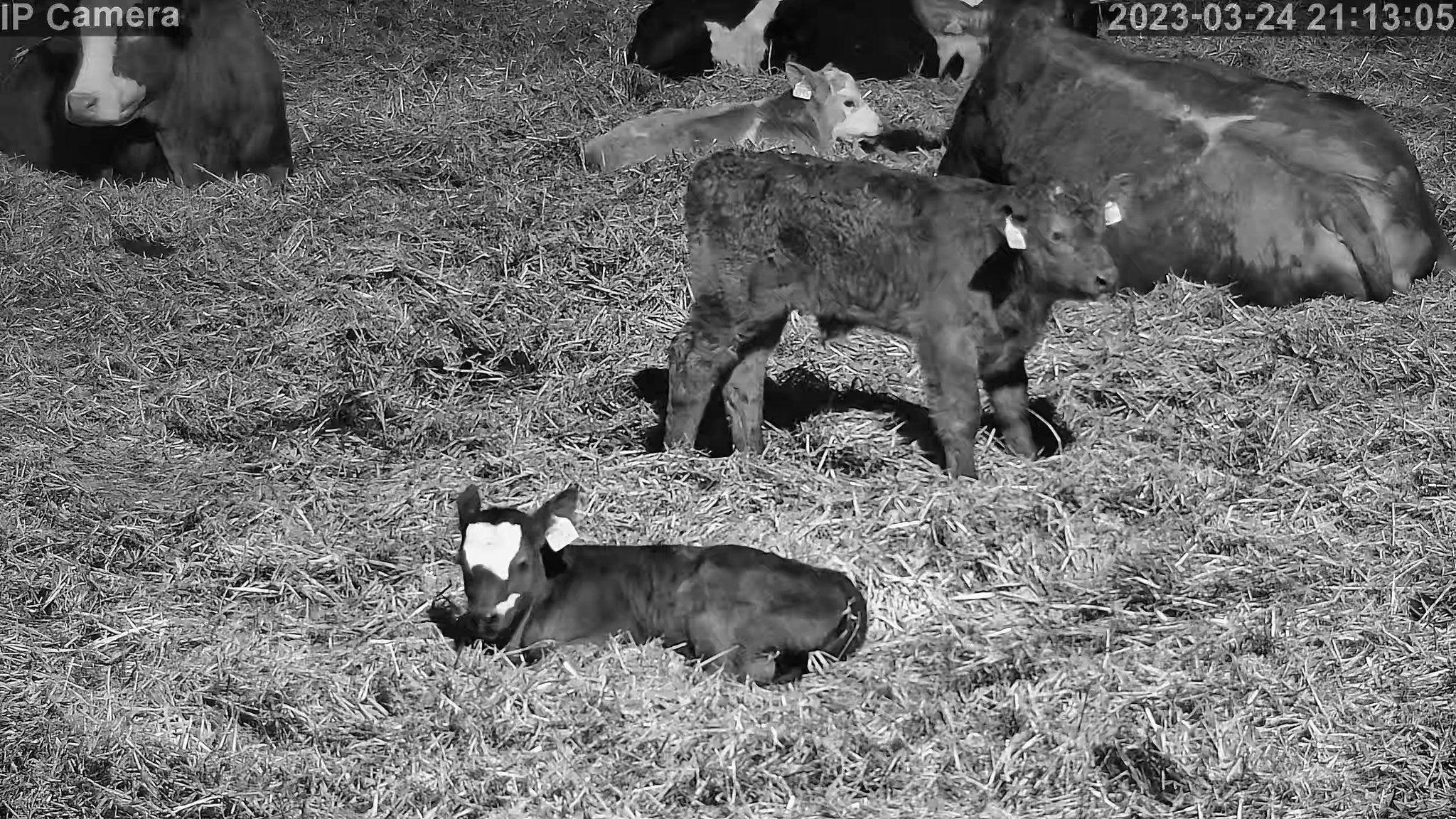 Crawford Cow - Image 15