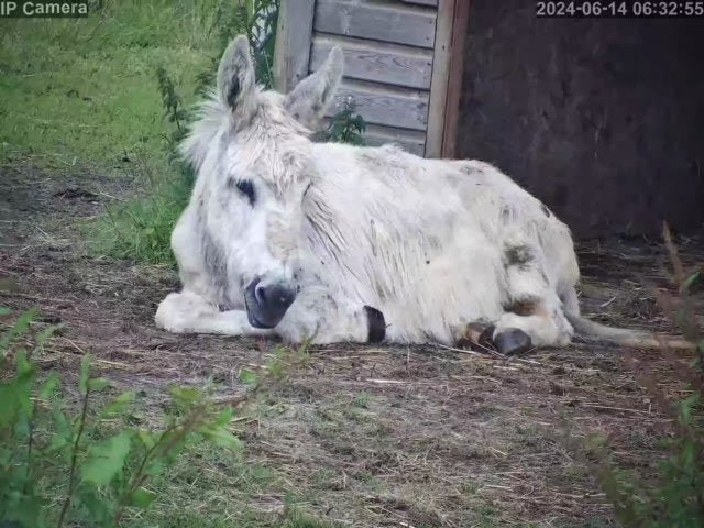 Donkeys - Image 1