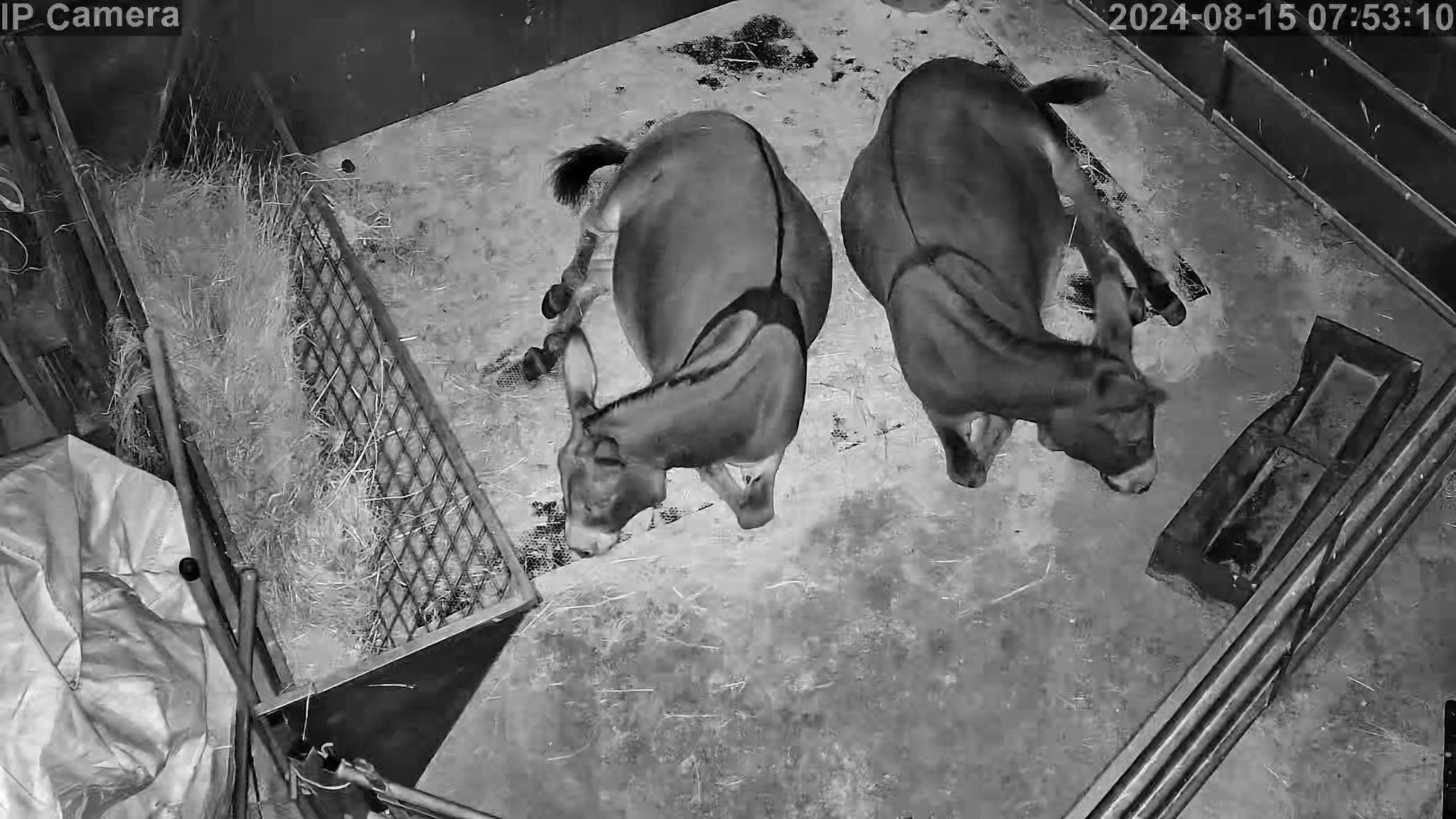 Donkeys - Image 2