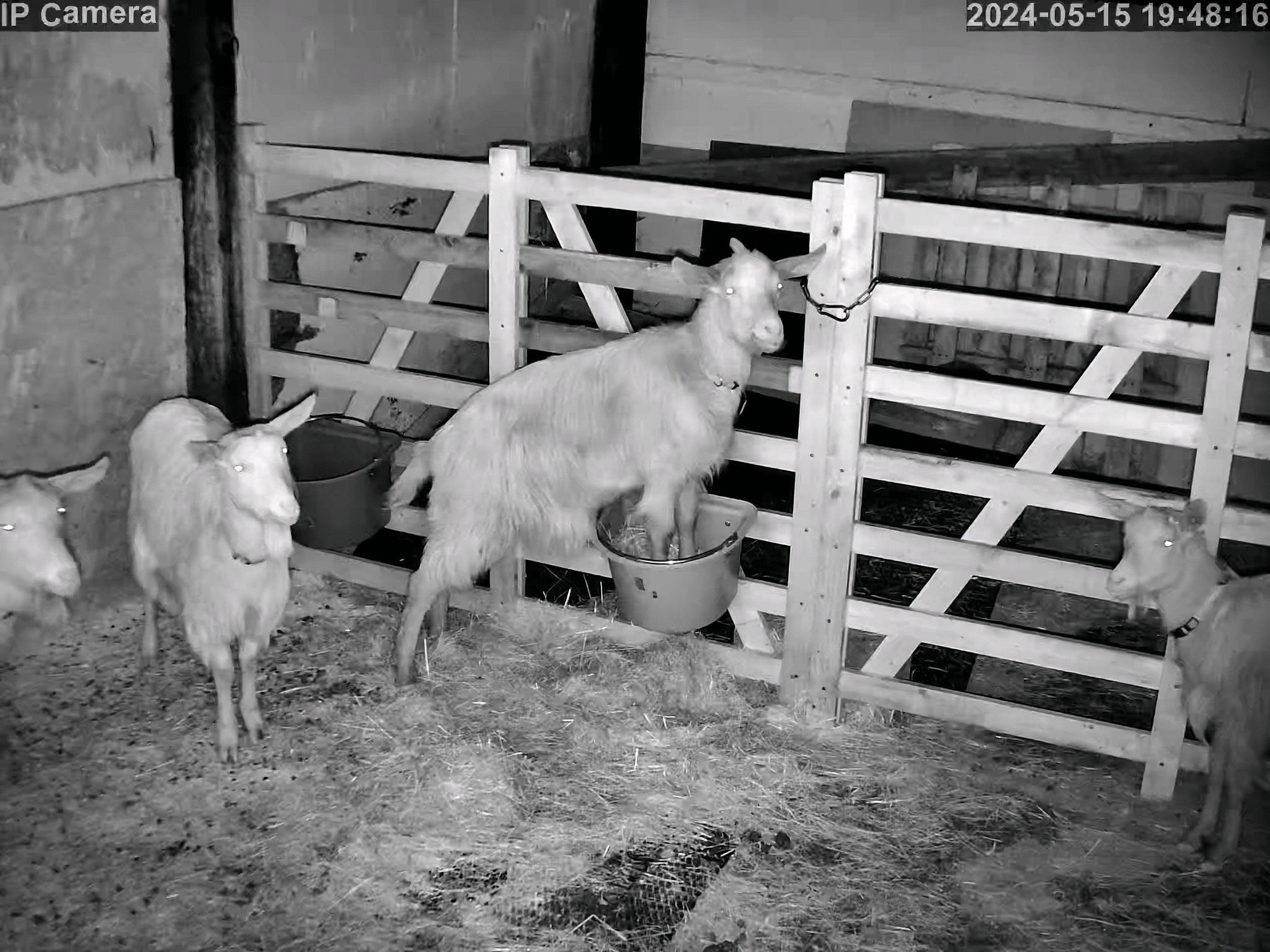 Goats Alpacas And Pigs - Image 1