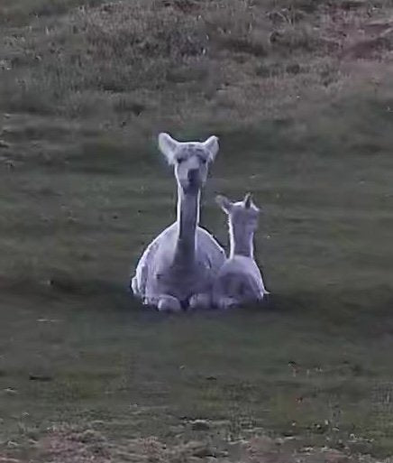 Goats Alpacas And Pigs - Image 3